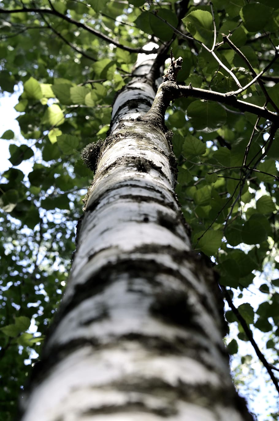 Low Angle Photography Of Tall Tree, bark, birch, branch, low angle shot HD wallpaper