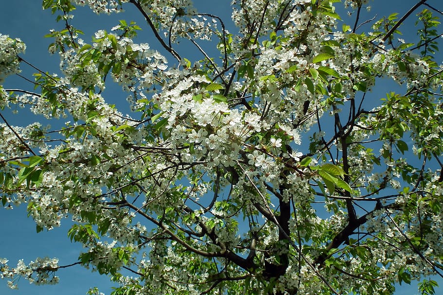 tree, cherry, flowers, spring, white, delicate, garden, the buds HD wallpaper