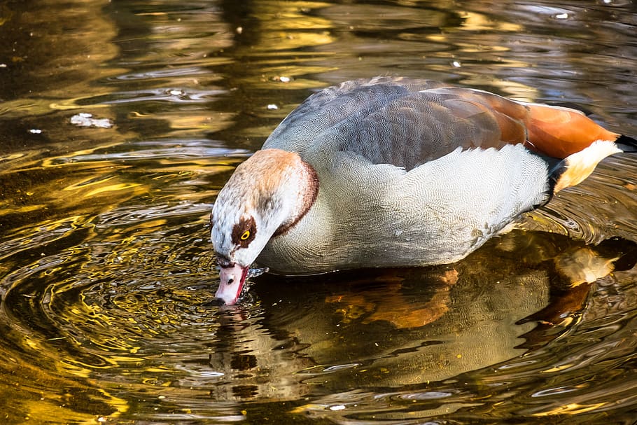 nilgans, goose, drink, eat, stand, bird, plumage, wild goose HD wallpaper