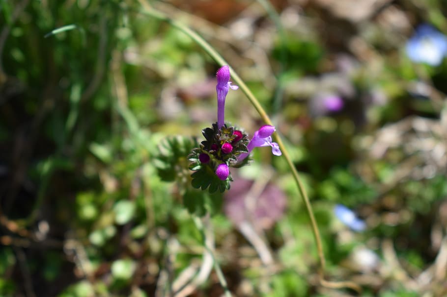 blossom, geranium, purple, stem, earth, nature, flower bud HD wallpaper