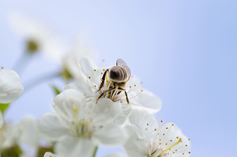 white, flower, blossoms, bloom, garden, petals, insect, bee HD wallpaper