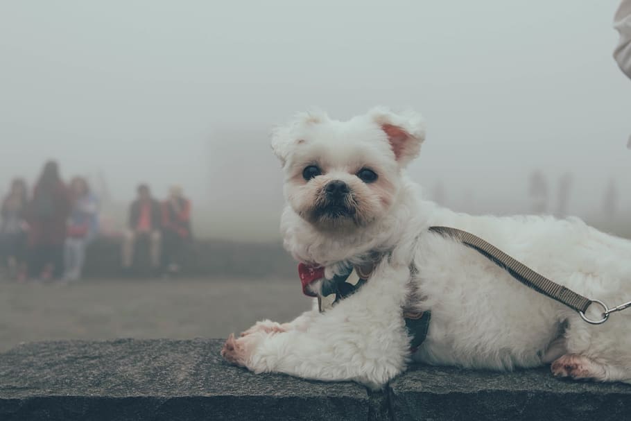 maltese, dog, domestic, mammal, pets, domestic animals, canine HD wallpaper