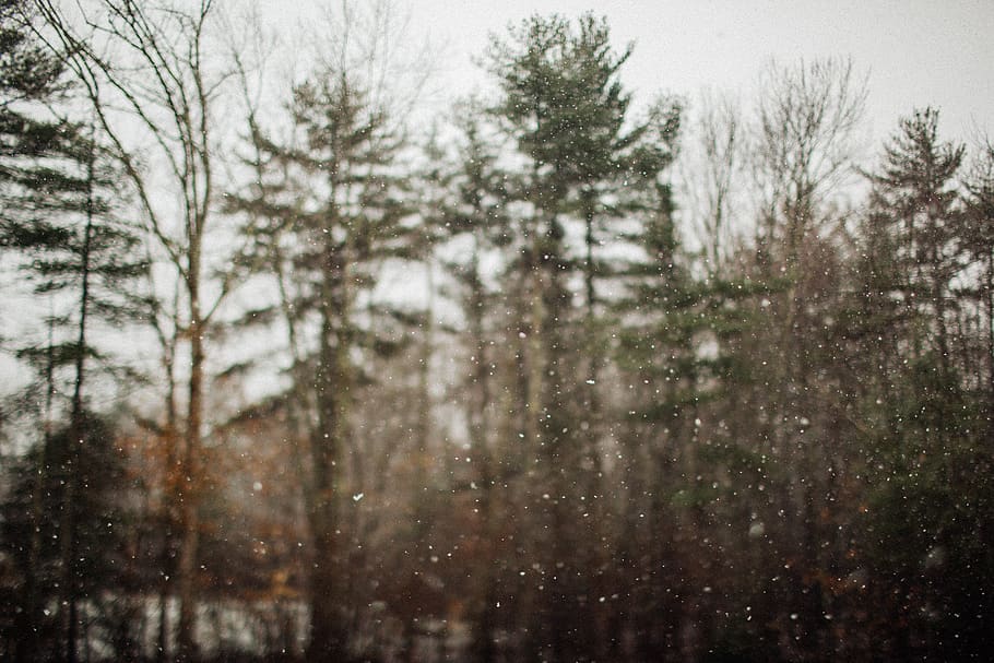 green-leafed trees, plant, nature, fir, abies, outdoors, snow HD wallpaper