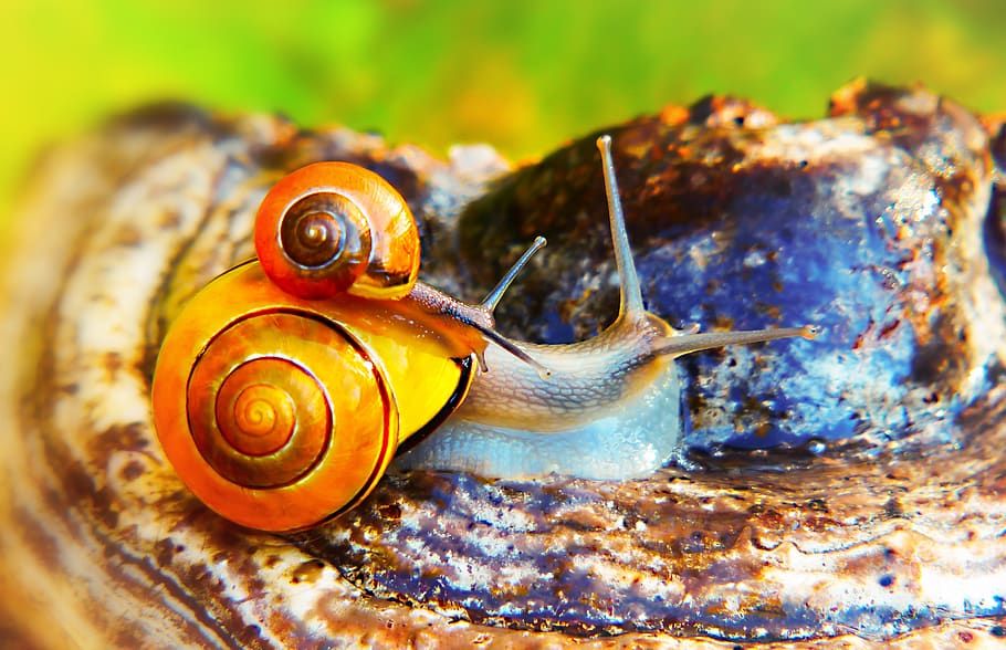 two brown snails, rust, animal, animal themes, animal wildlife HD wallpaper