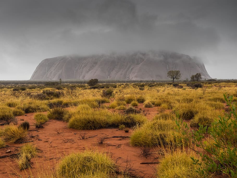 australia, rain, uluru, ayers' rock, plant, sky, environment, HD wallpaper