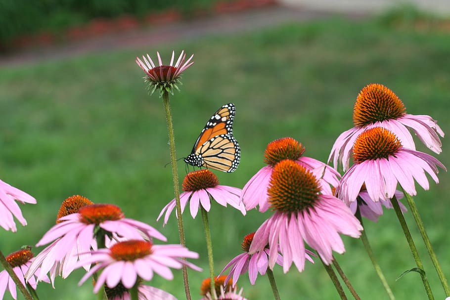 cone flower, monarch, summer, pollination, wildflowers, orange HD wallpaper