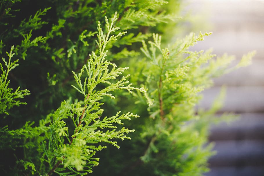 cypress, green, nature, plant, evergreen, garden, beautiful light, HD wallpaper