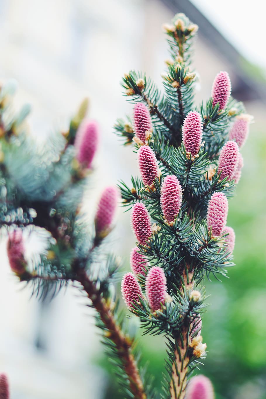 spring, cones, youth, tree, nature, green, needles, growth HD wallpaper