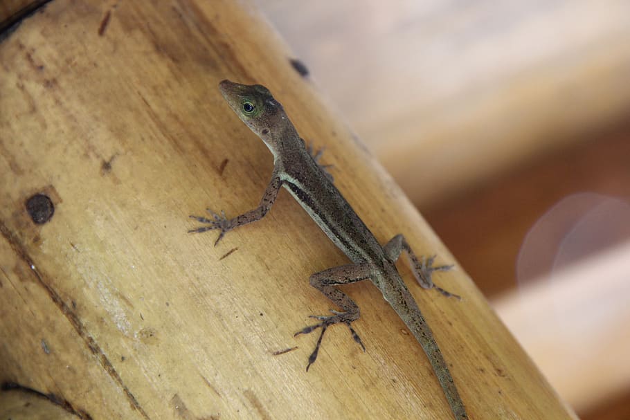 wildlife, reptile, lizard, animal themes, one animal, animal wildlife HD wallpaper