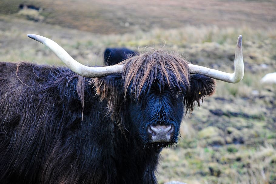 united kingdom, aultbea, nose, hair, cow, cattle, macro, highland cattle, HD wallpaper