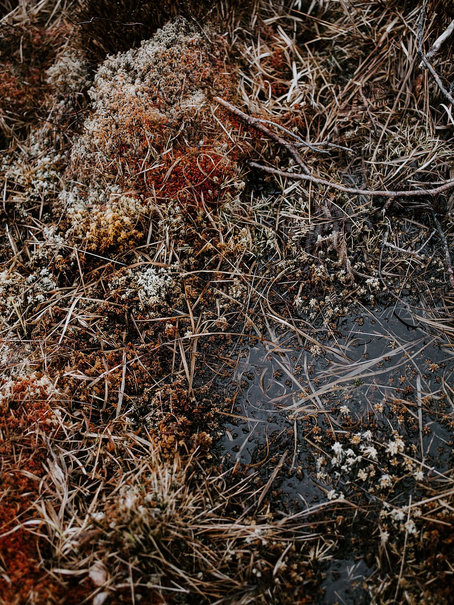 brown dried plants, nature, land, no people, day, dry, high angle view, HD wallpaper