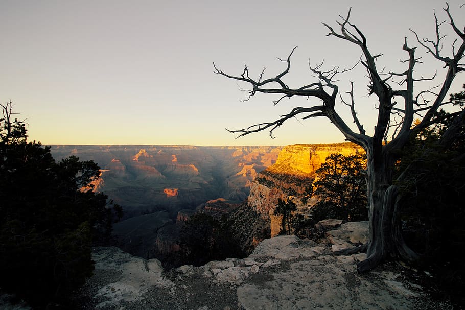 bare tree beside cliff, sky, plant, beauty in nature, tranquility HD wallpaper