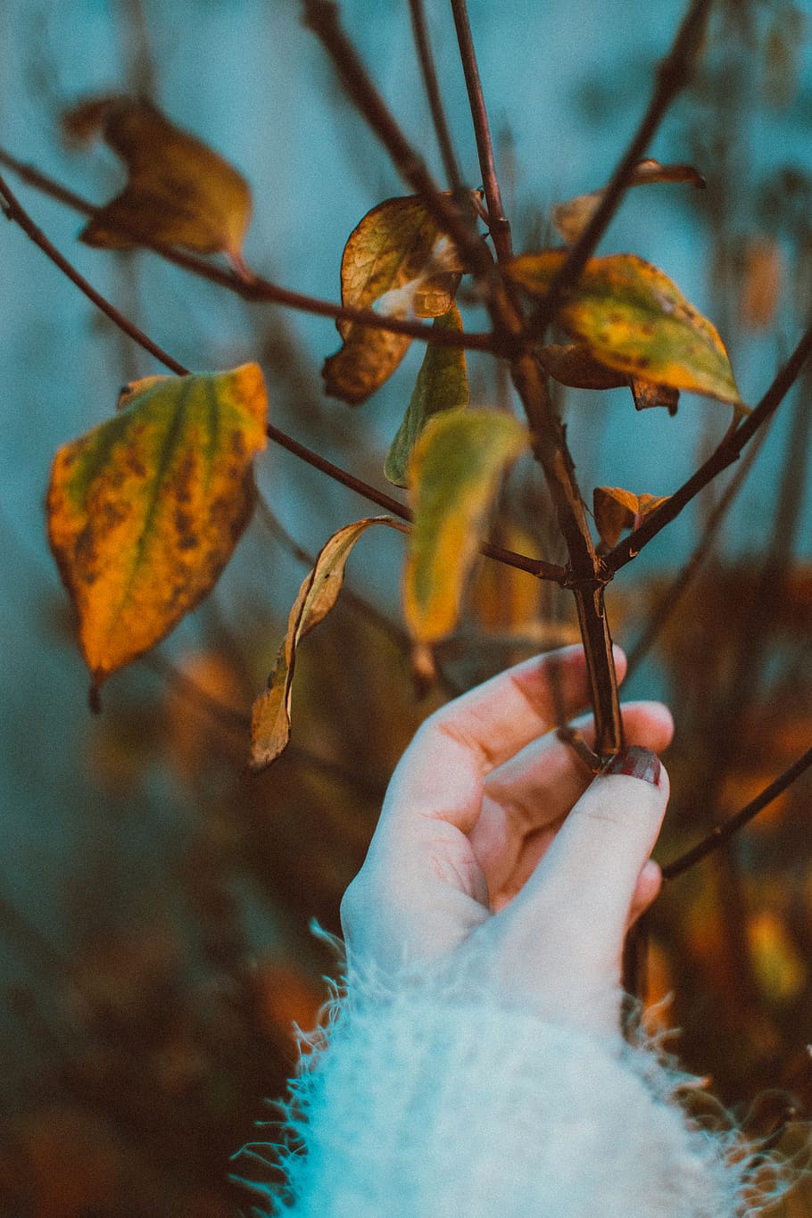 Leaves, hand, plant, human hand, human body part, focus on foreground HD wallpaper