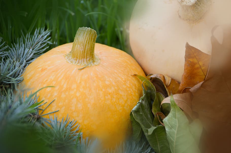 vegetables, pumpkin, orange, food, fall, halloween, decoration, HD wallpaper