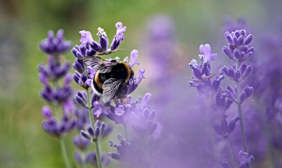 Bed of Lavender, bee, blur, close-up, delicate, depth of field HD wallpaper