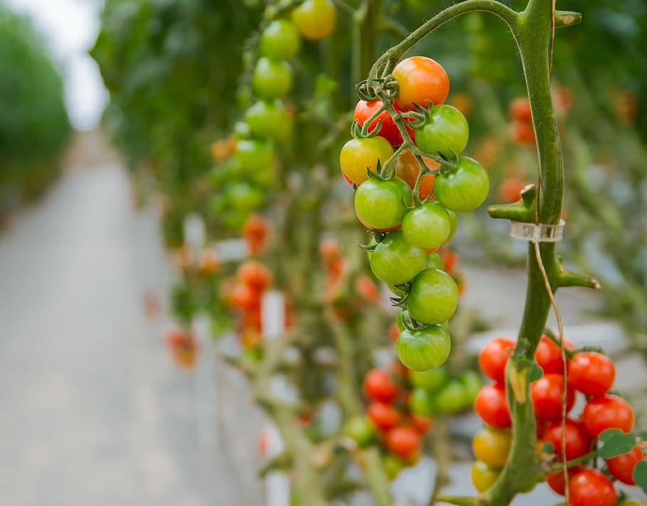 tomatoes, greenhouses, agriculture, hydroponic, food and drink, HD wallpaper