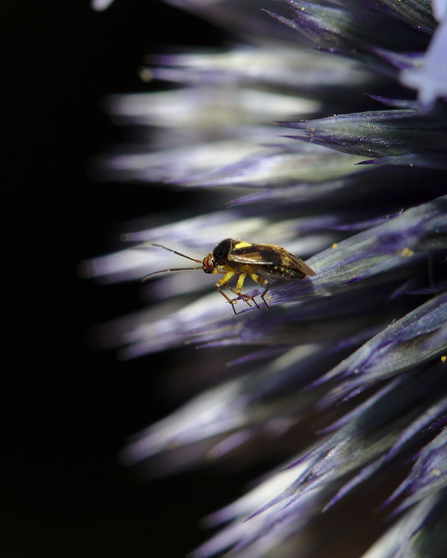 insect, bee, animal, wasp, invertebrate, andrena, hornet, apidae HD wallpaper