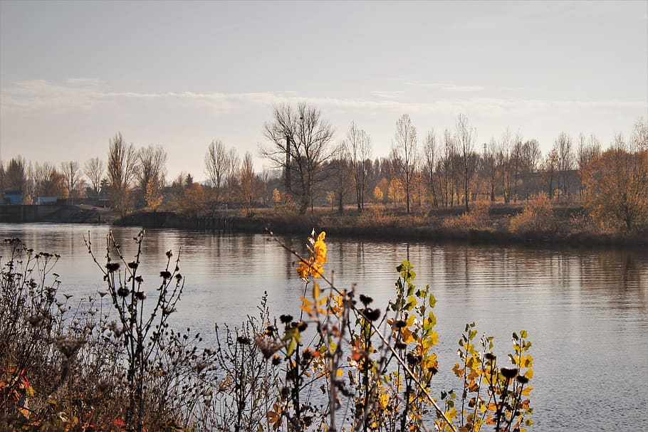 fall, river, water, tree, lake, plant, sky, beauty in nature HD wallpaper