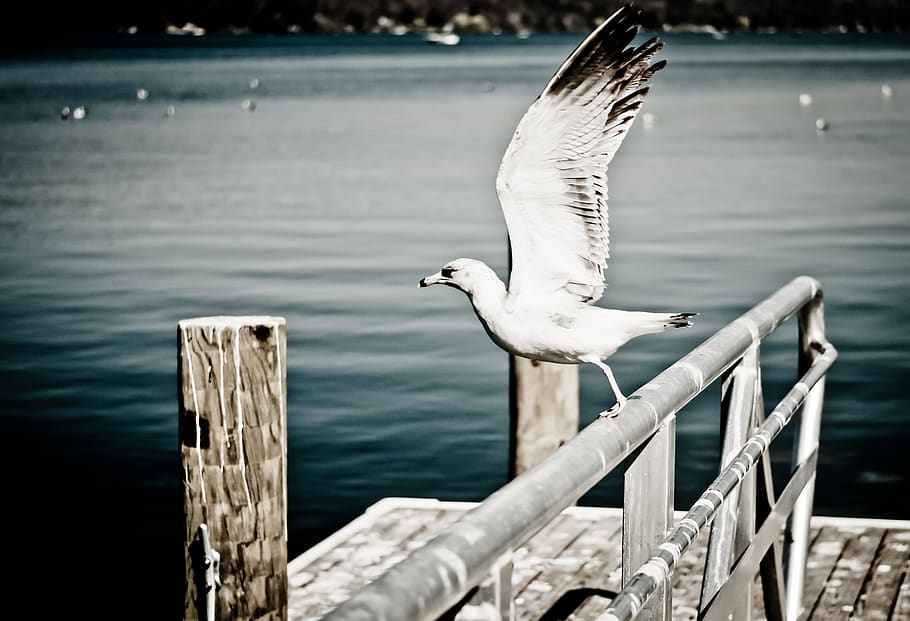 White Seagull Perching on Grey Metal Fence, dove, flight, flying HD wallpaper