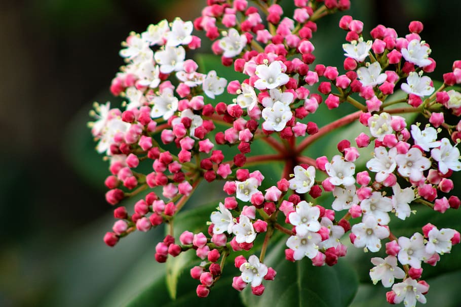 blossom, small, small flower, white, pink, bud, bloom, little flower HD wallpaper
