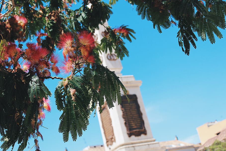 Pink Powder Puff Flowers and White Concrete Tower, bright, colors HD wallpaper