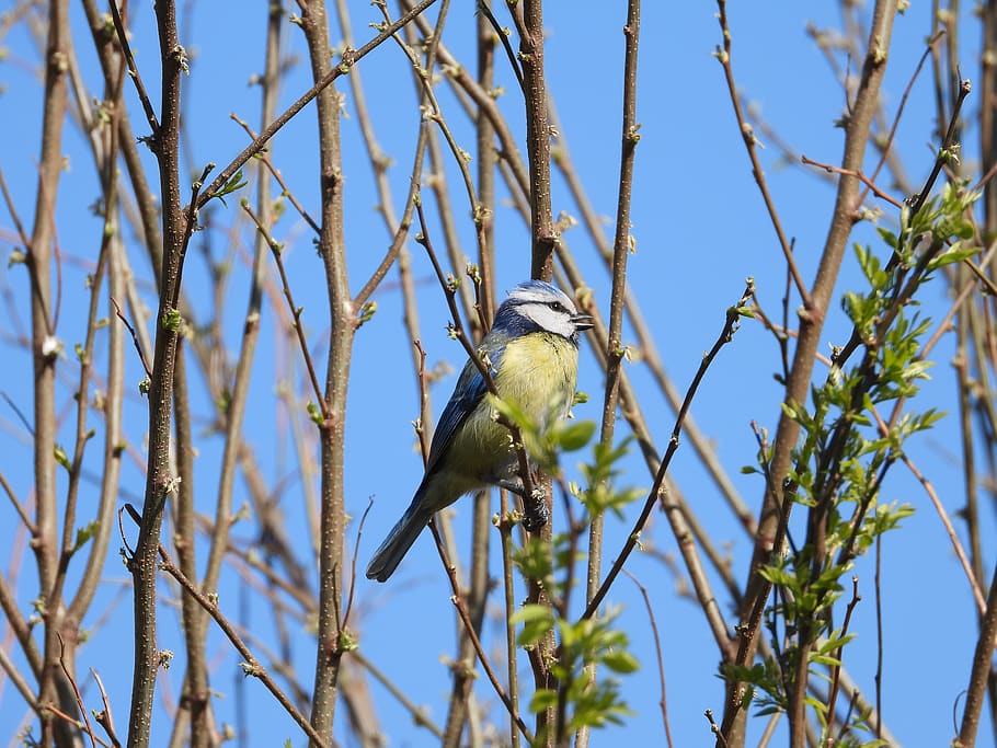 chickadee, bird, nature, yellow, animals, spring, tree, natural HD wallpaper