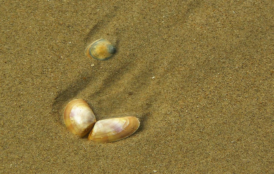 shell, seep, sand, sandy, beach, shore, land, nature, no people HD wallpaper