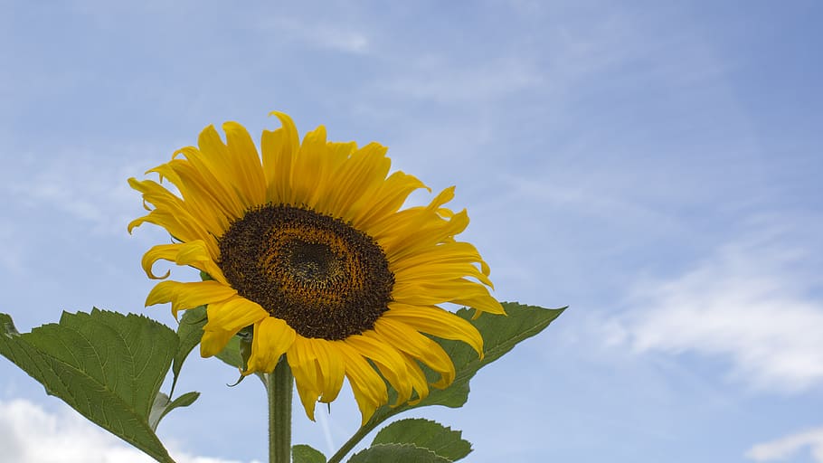 sunflower under clear sky during daytime, yellow, freshness, plant HD wallpaper