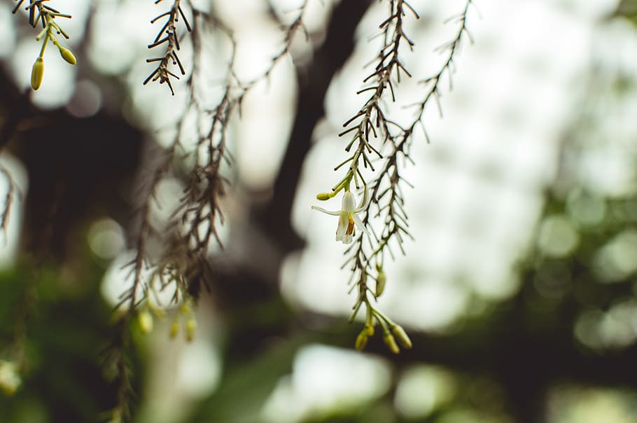 plant, tree, conifer, pollen, leaf, larch, willow, tree trunk HD wallpaper