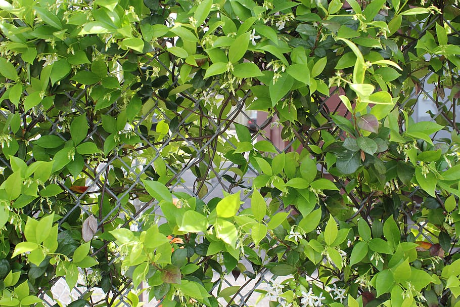 plant part, leaf, green color, growth, day, tree, nature, beauty in nature HD wallpaper