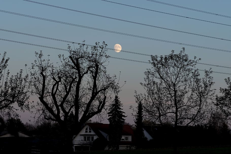 moon, power line, tree, landscape, dark, sky, mood, lighting HD wallpaper