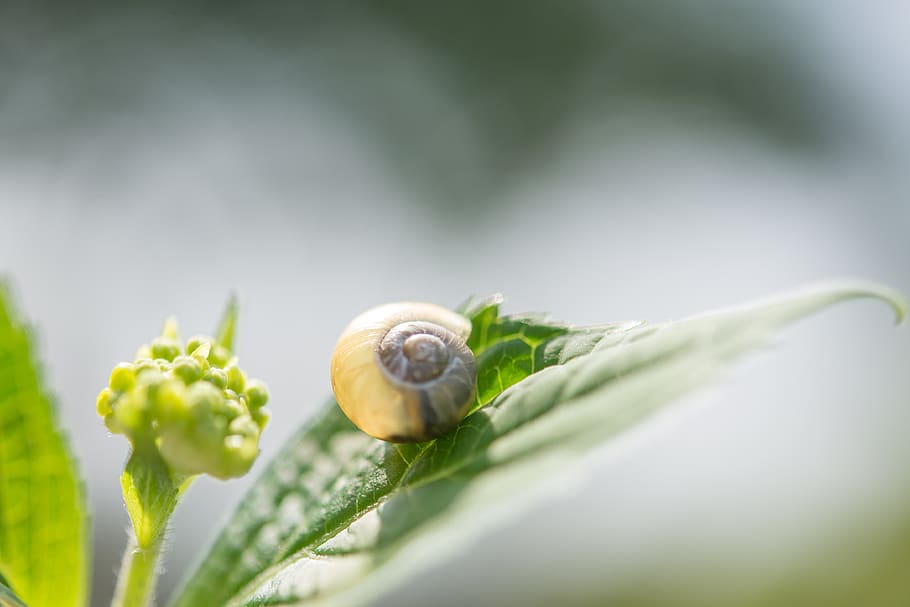 snail, leaf, nature, shell, animal, mollusk, leaves, slowly HD wallpaper