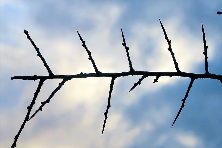 bush, branch, tree, forest, sky, nature, plant, barbed, cloud - sky HD wallpaper