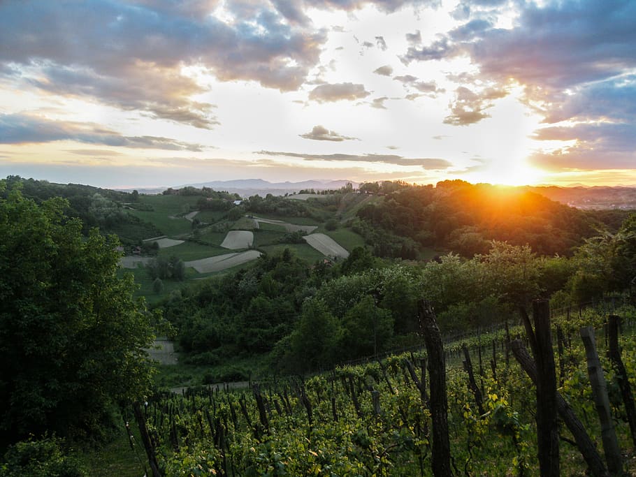 sunset, hills, trees, forest, vineyard, sky, plant, beauty in nature HD wallpaper