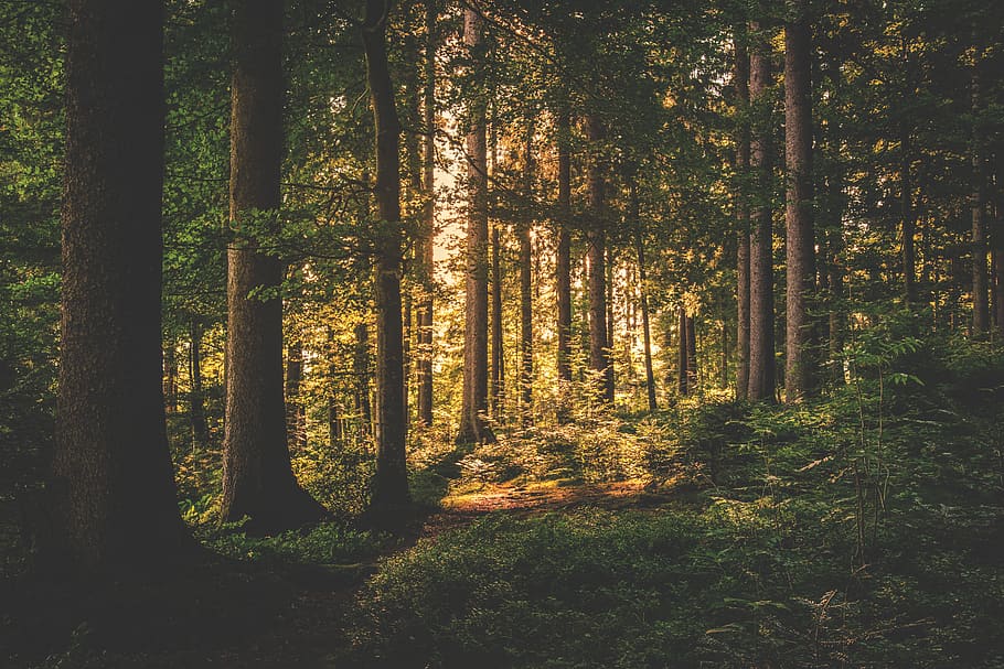 Green Leaf Trees on Forest, conifer, dawn, daylight, evergreen HD wallpaper