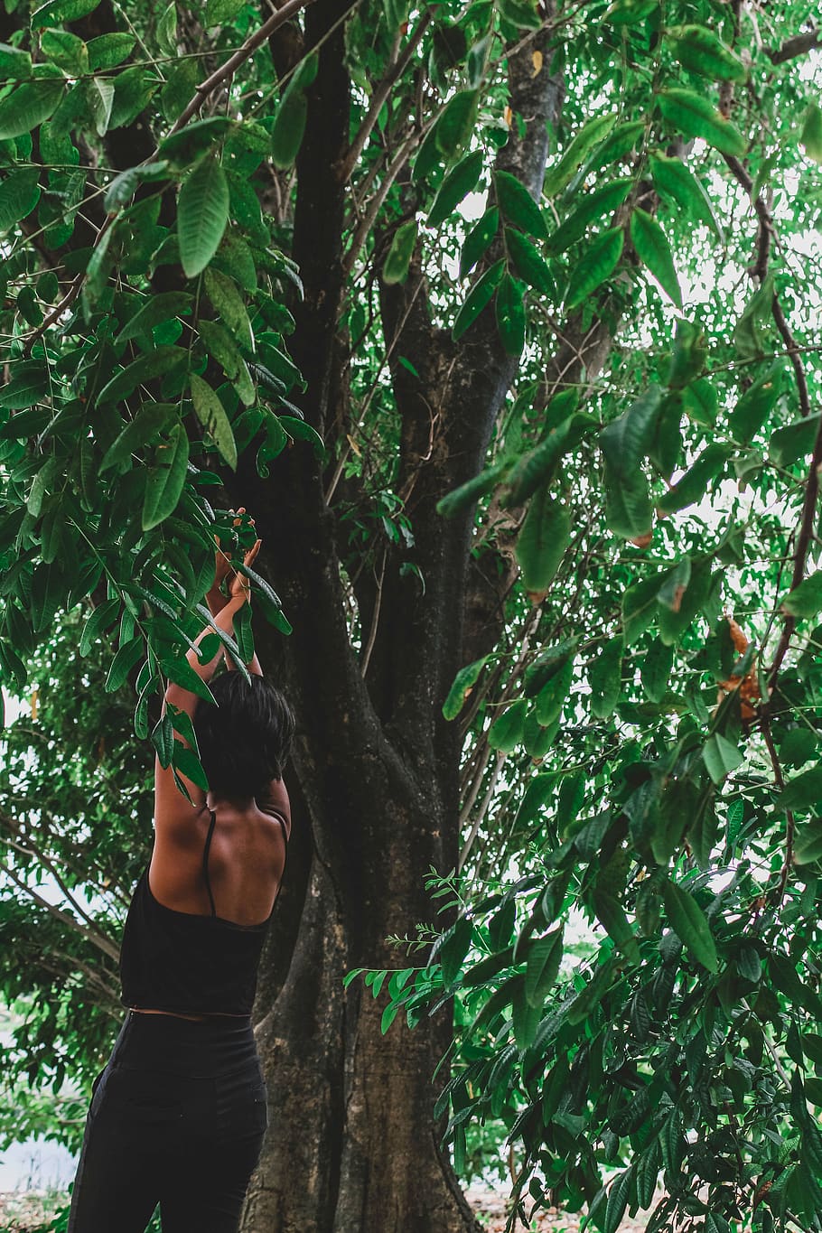 Woman Hanging on Tree, back view, branches, climbing, environment HD wallpaper