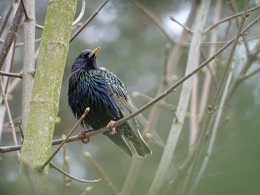 bird, star, spring, songbird, plumage, birds, animal wildlife HD wallpaper