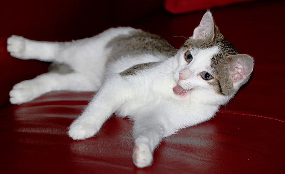 kitten, tongue, cat, cute, fur, adorable, licking, whiskers, HD wallpaper