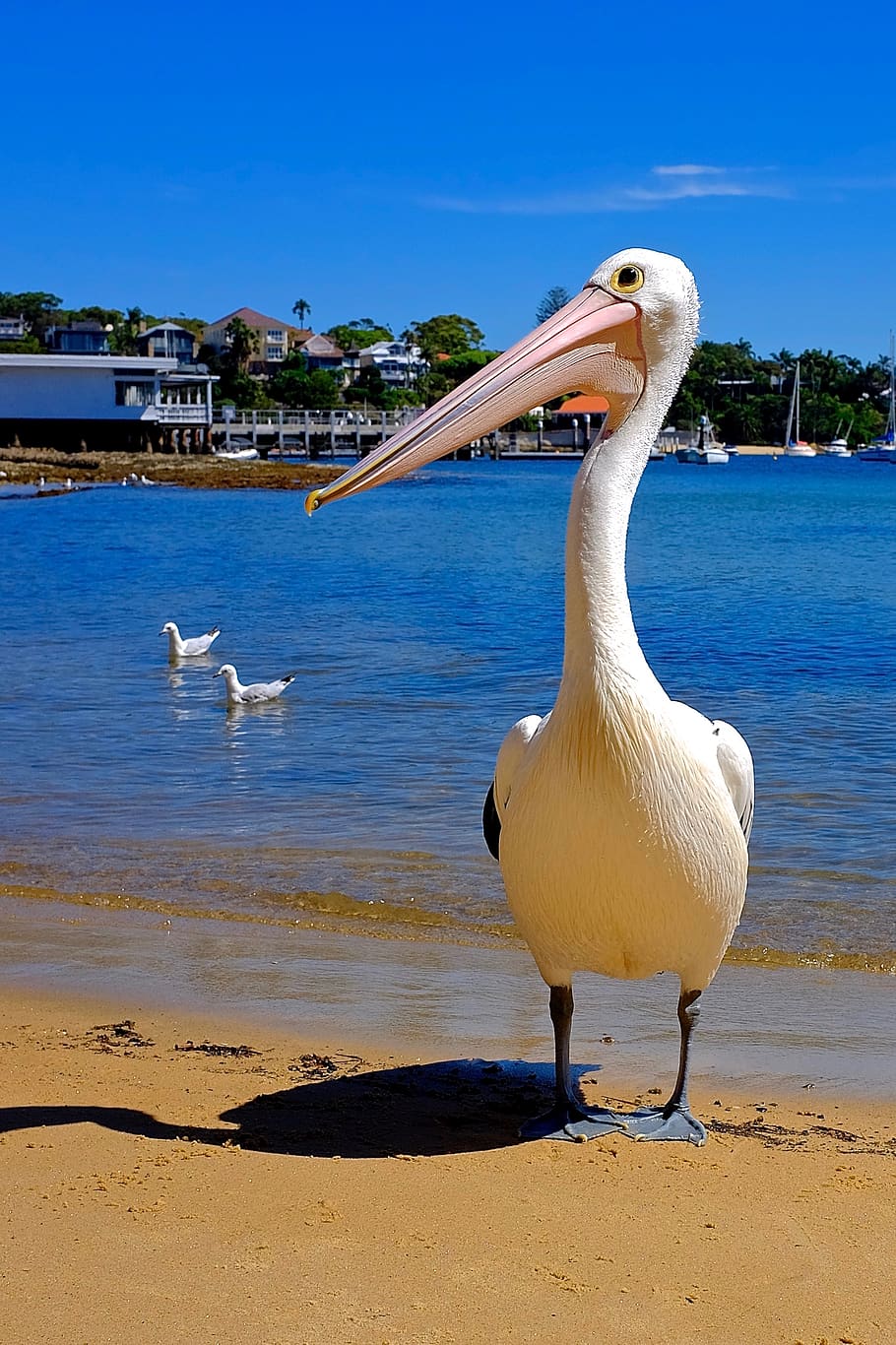 australia, sydney, water, bird, animals in the wild, vertebrate HD wallpaper
