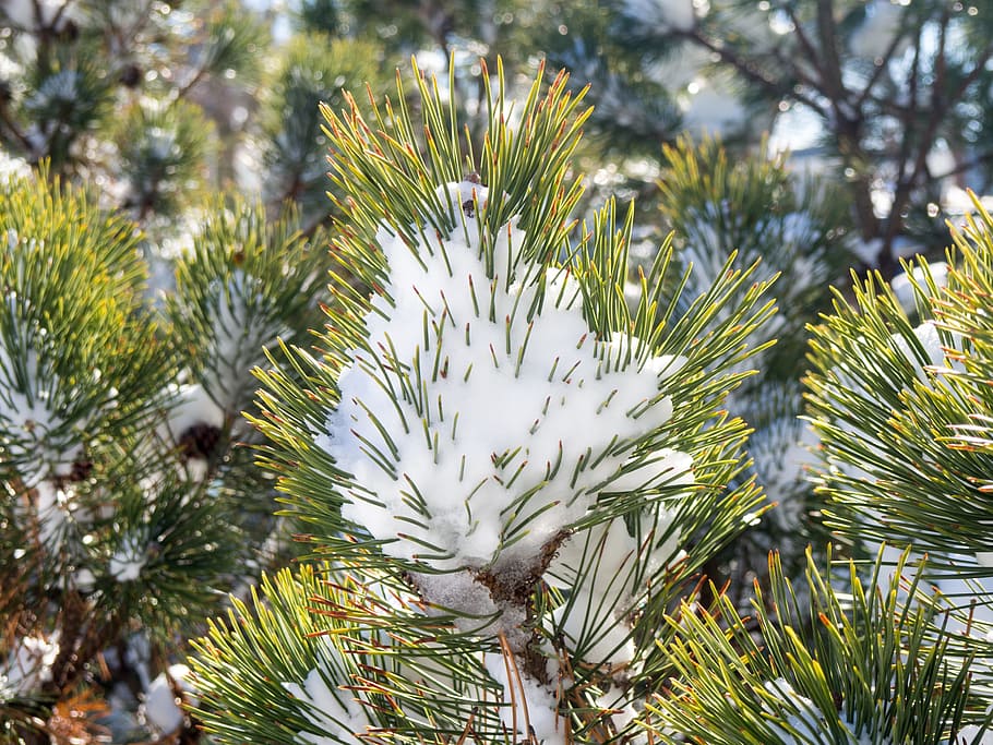 Pine Leaves Covered in Snow, Macro, Nature, Winter, bush, green HD wallpaper