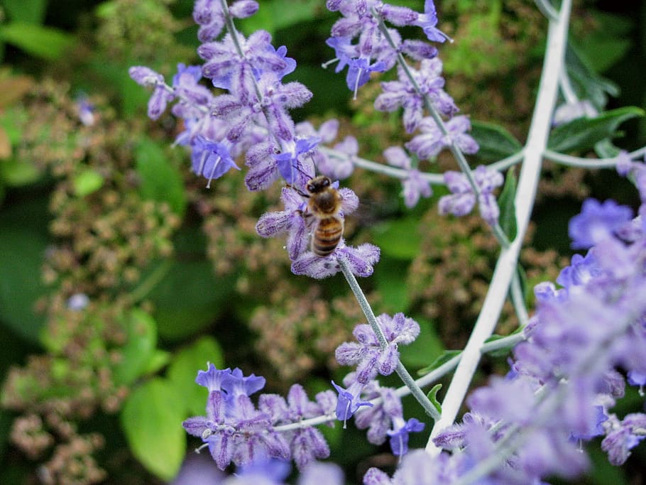 bee, lavender, blossom, spring, flower, flowering plant, fragility HD wallpaper