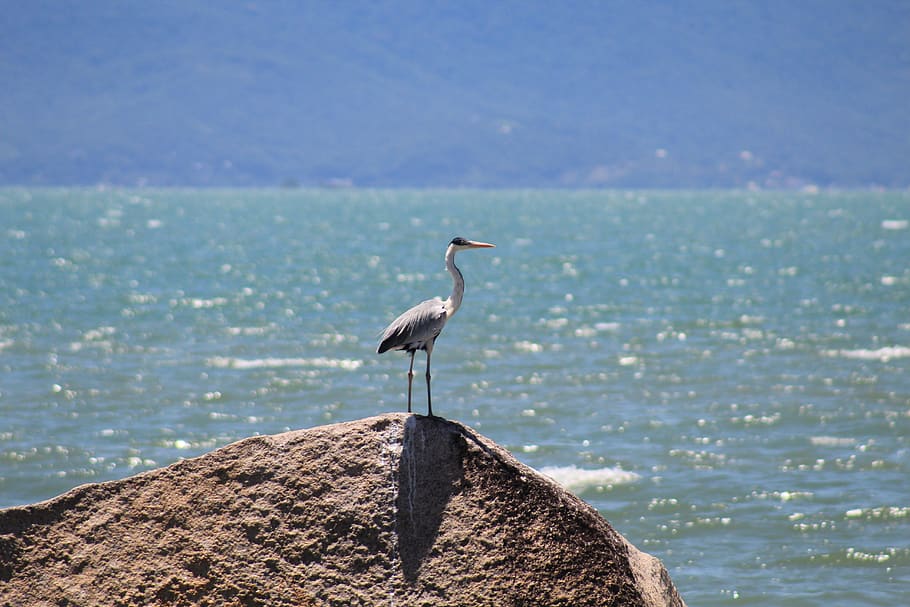 garça-moura aquatic birds, great, heron, plumage, brazil, santa catarina, HD wallpaper