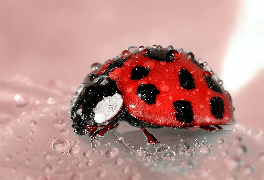 Close Up Photo of Lady Bug, beetle, close-up, dew, insect, ladybug HD wallpaper