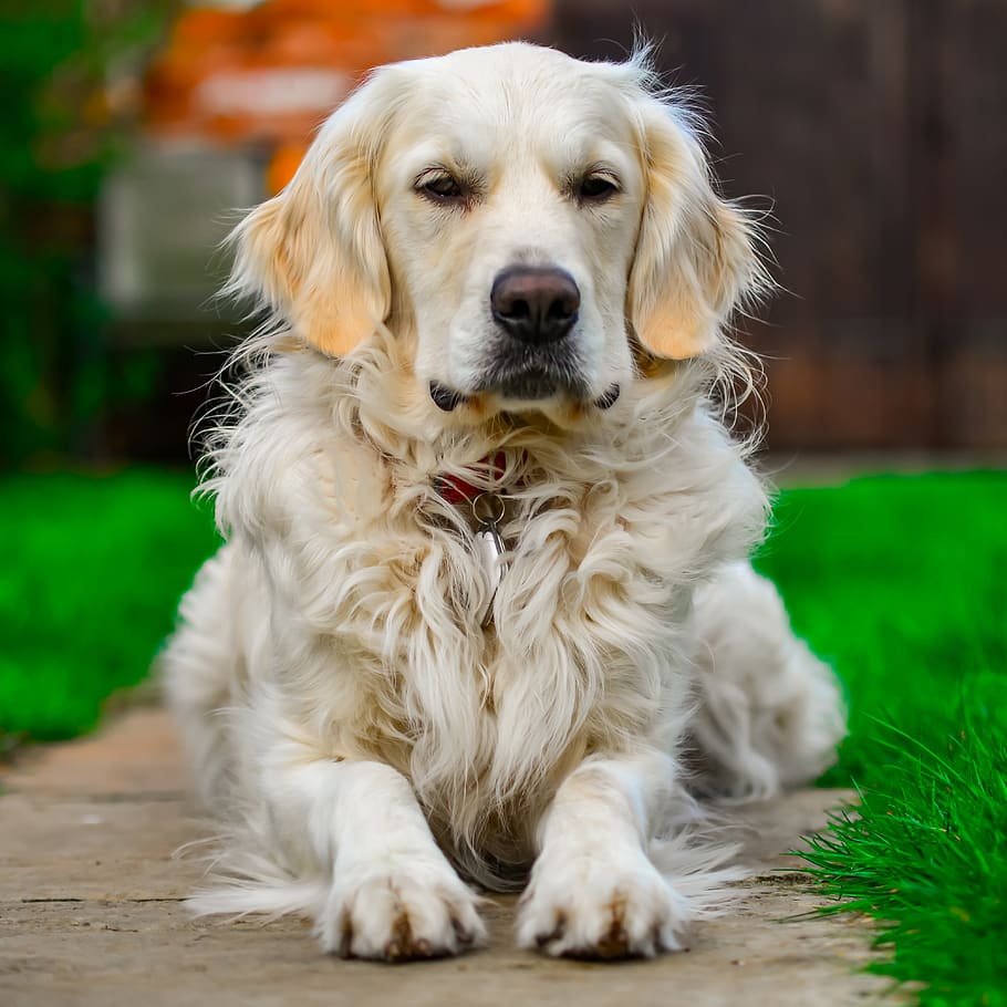 HD wallpaper: golden retriever, relax, portrait, dog, outdoor, canine, one  animal | Wallpaper Flare