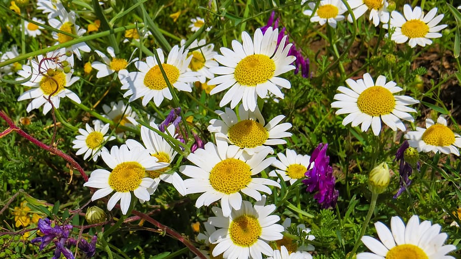 daisy, nature, flowers, spring, daisies, white, yellow, flowering plant HD wallpaper