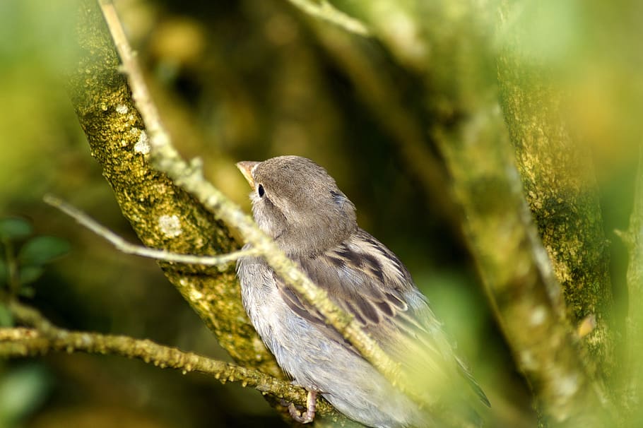 bird, sparrow, feather, branch, nature, background, animal wildlife HD wallpaper