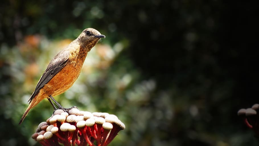 bird, curious, orange, flower, bloom, summer, red, nature, wildlife HD wallpaper