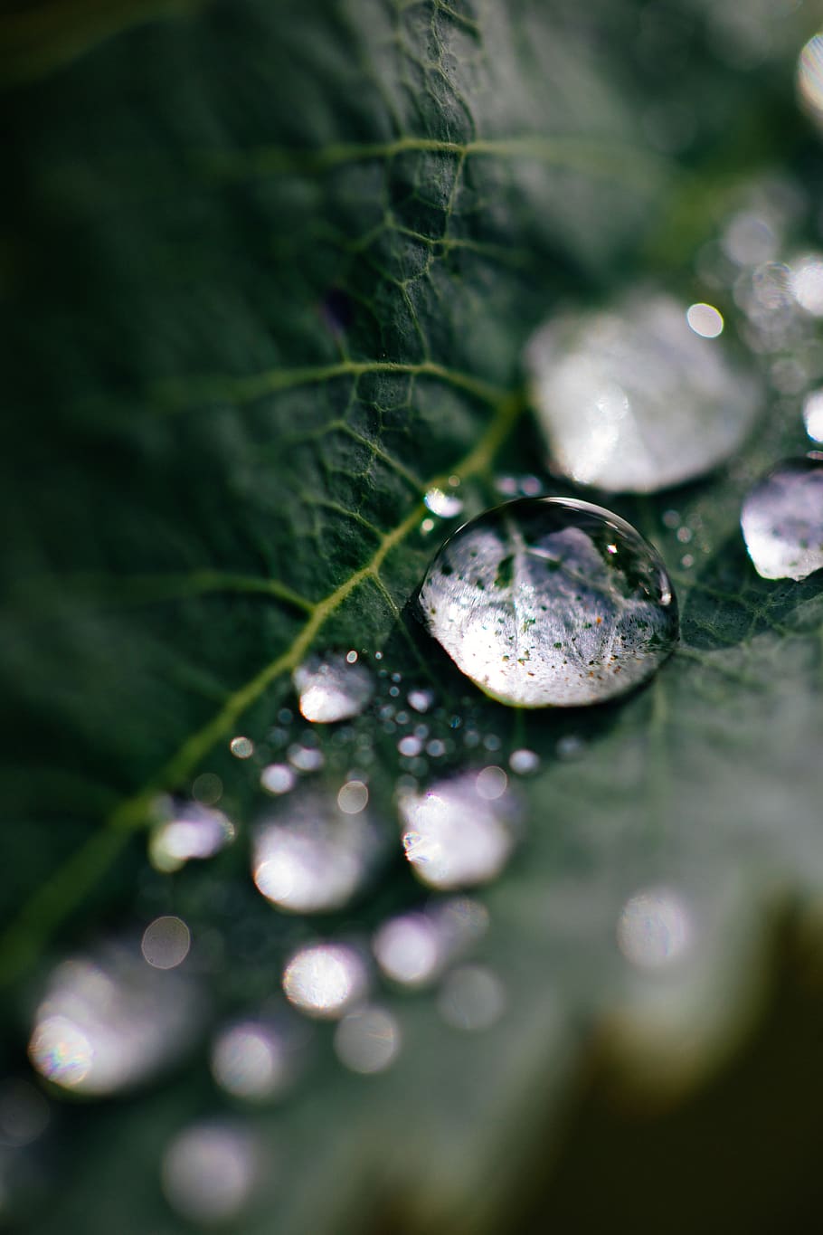 selective focus, plant, close-up, drop, wet, water, no people HD wallpaper