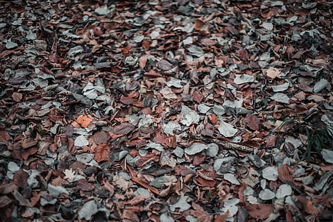 dried leaves, ground, leaf, plant, molsheim, france, texture HD wallpaper