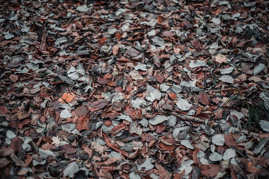 dried leaves, ground, leaf, plant, molsheim, france, texture